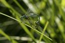 8885 Common Blue Damselflies Mating (Enallagma cyathigerum).